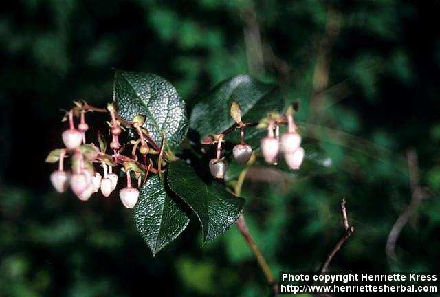 Photo: Gaultheria shallon.