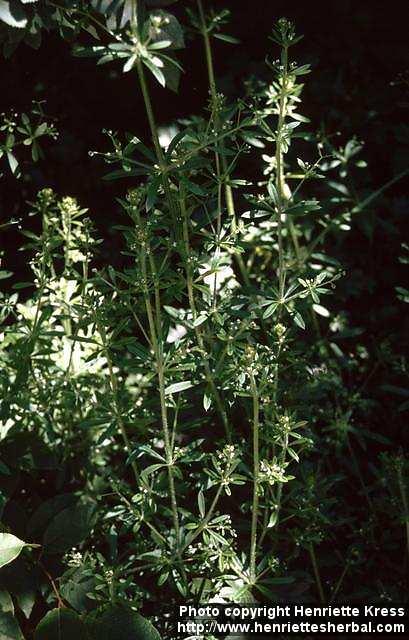 Photo: Galium aparine 5.