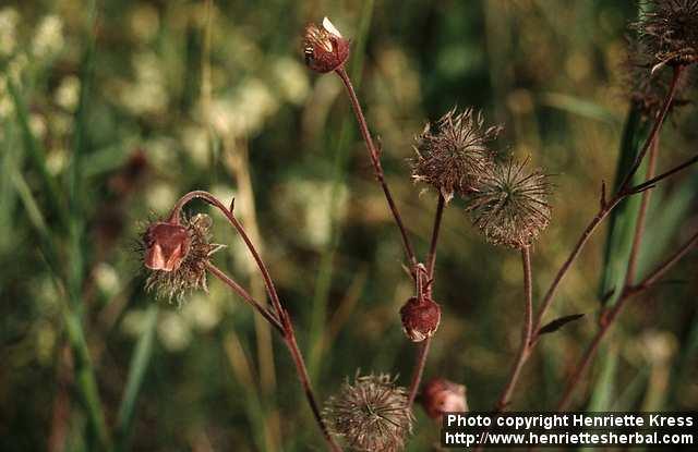 Photo: Geum rivale.