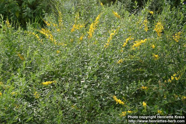 Photo: Genista tinctoria 5.