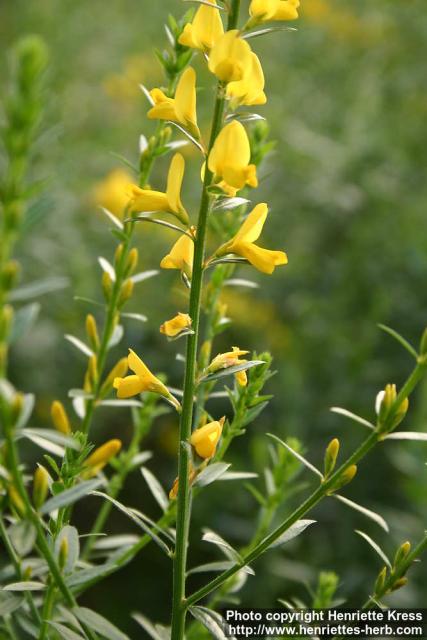 Photo: Genista tinctoria 6.