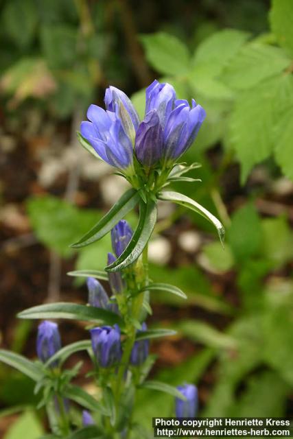 Photo: Gentiana pneumonanthe.