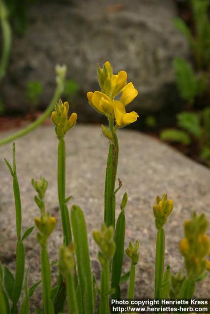 Photo: Genista sagittalis 1.