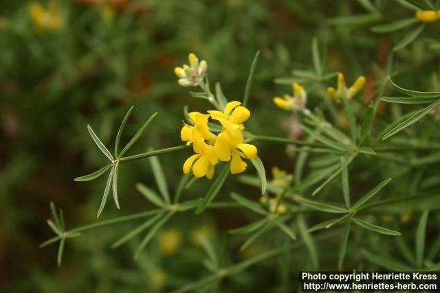 Photo: Genista radiata 2.