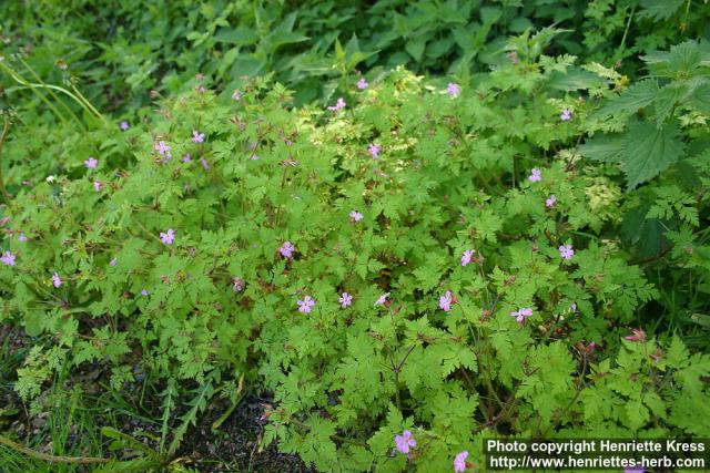 Photo: Geranium robertianum 6.