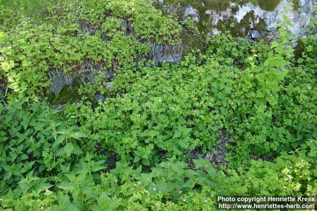 Photo: Geranium robertianum 7.