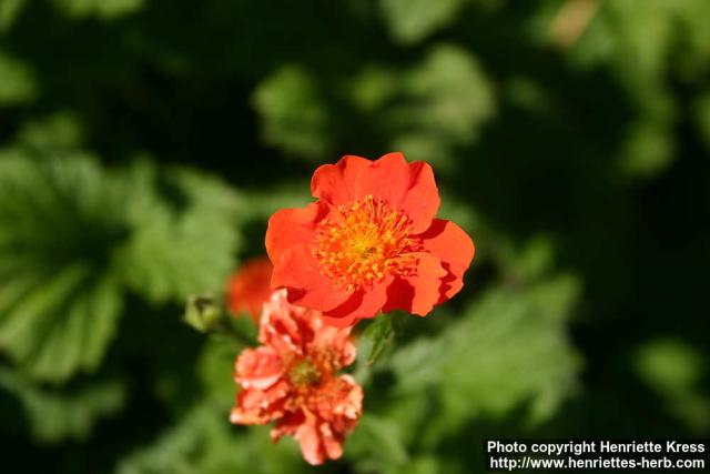 Photo: Geum coccineum 2.