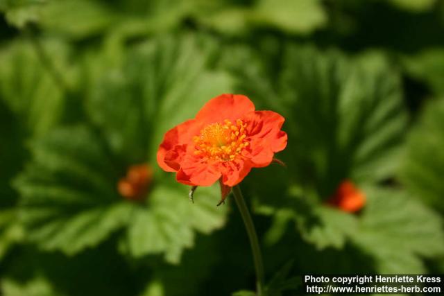 Photo: Geum coccineum 3.