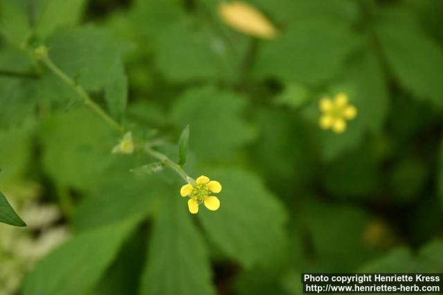 Photo: Geum urbanum 4.