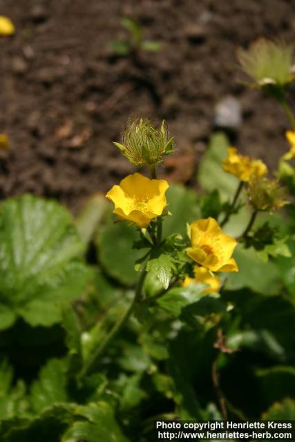 Photo: Geum montanum 1.