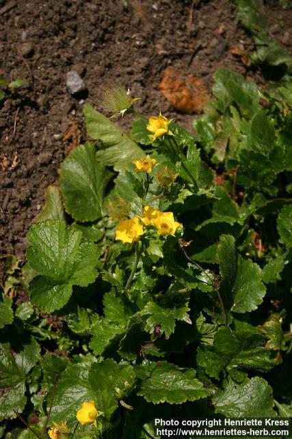 Photo: Geum montanum 2.