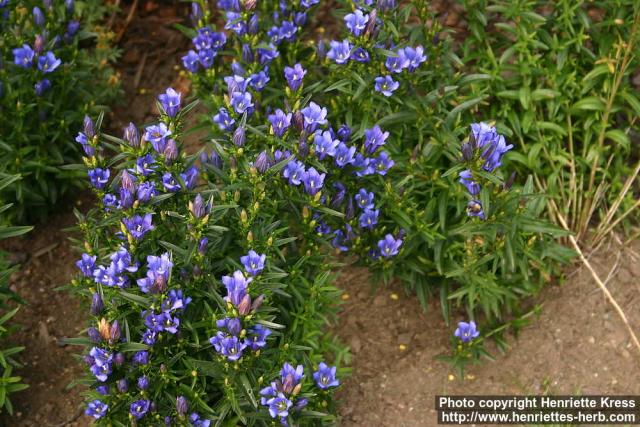 Photo: Gentiana pneumonanthe 5.