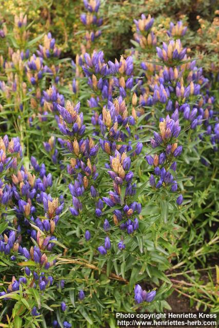 Photo: Gentiana pneumonanthe 06.