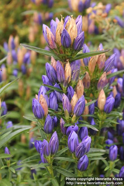 Photo: Gentiana pneumonanthe 07.