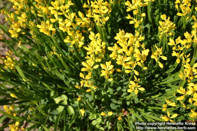 Photo: Genista sagittalis 2.