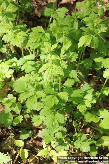 Photo: Geum urbanum 5.