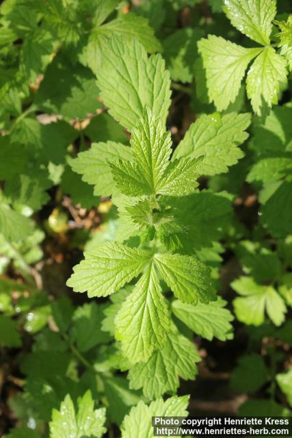 Photo: Geum urbanum 6.