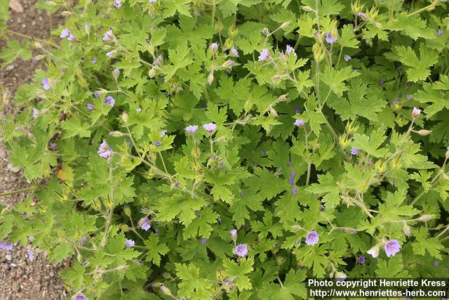 Photo: Geranium bohemicum 0.