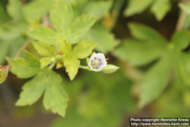 Photo: Geranium thunbergii 1.