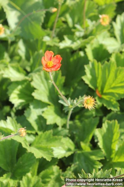 Photo: Geum coccineum 6.