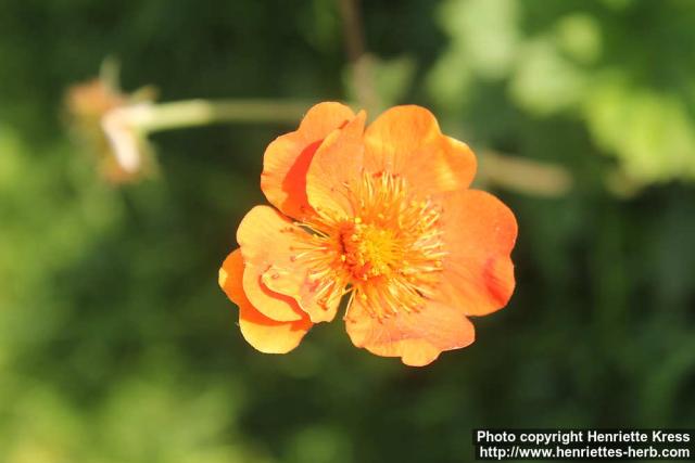 Photo: Geum coccineum 7.