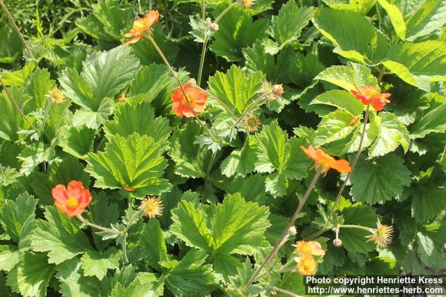 Photo: Geum coccineum 9.