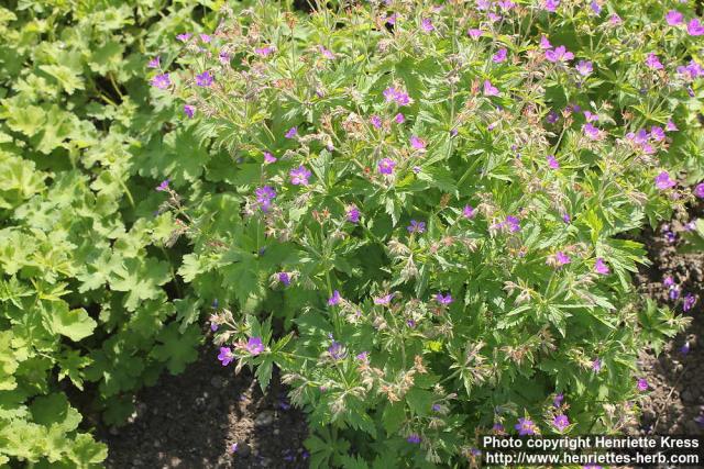 Photo: Geranium pratense 08.