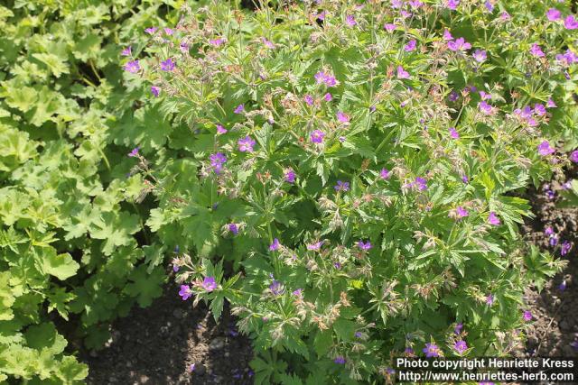 Photo: Geranium pratense 08.