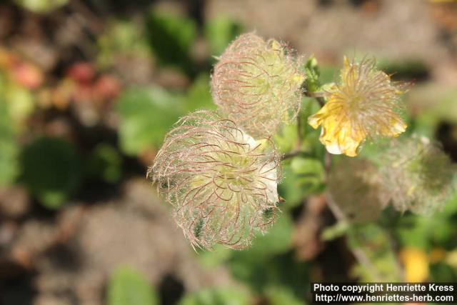 Photo: Geum montanum 07.