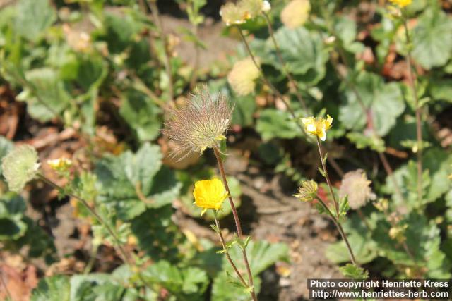 Photo: Geum montanum 08.