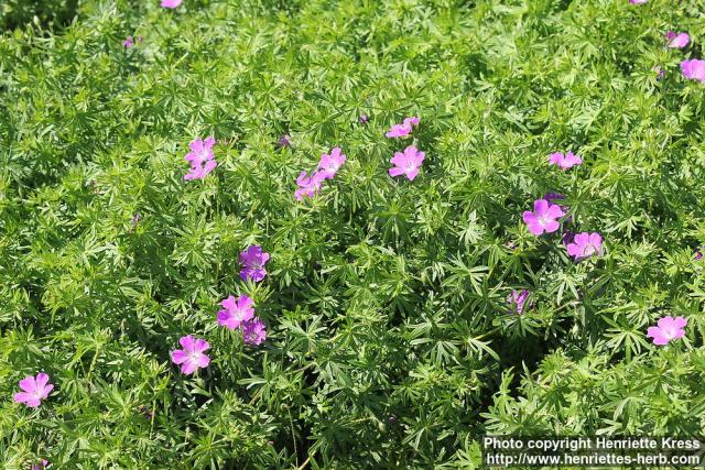 Photo: Geranium sanguineum 2.