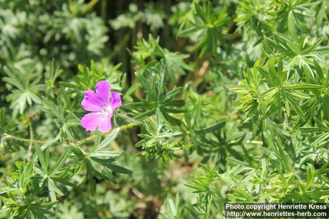 Photo: Geranium sanguineum 4.