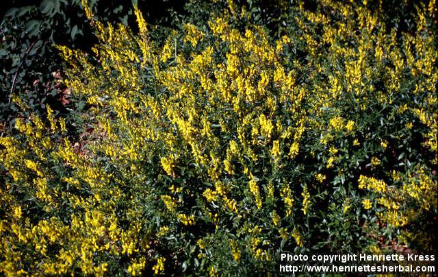 Photo: Genista tinctoria 3.