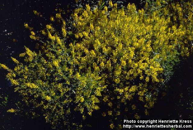 Photo: Genista tinctoria.