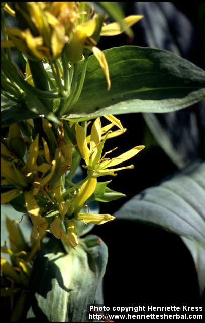 Photo: Gentiana lutea 6.