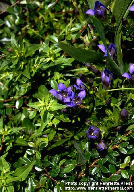 Photo: Gentiana septemfida 1.