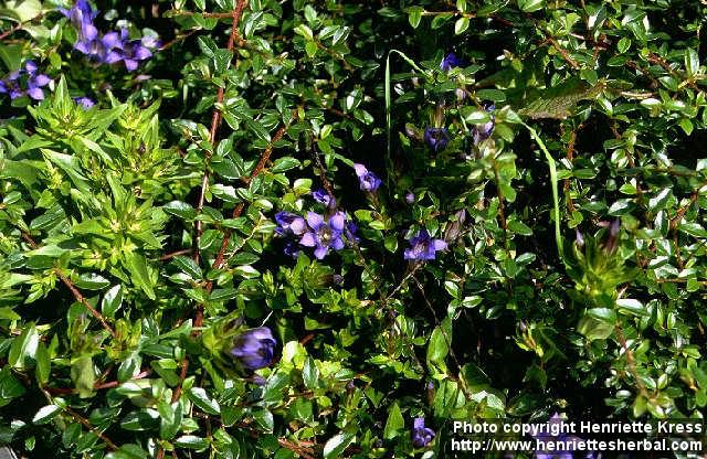 Photo: Gentiana septemfida.