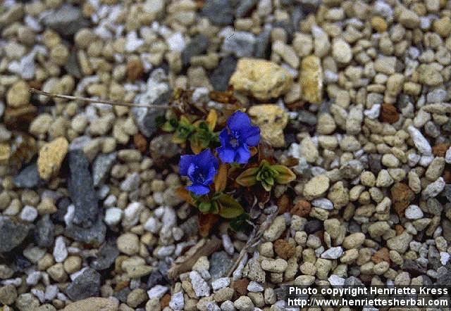 Photo: Gentiana verna.