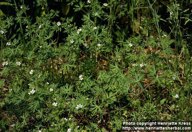 Photo: Geranium carolianum.