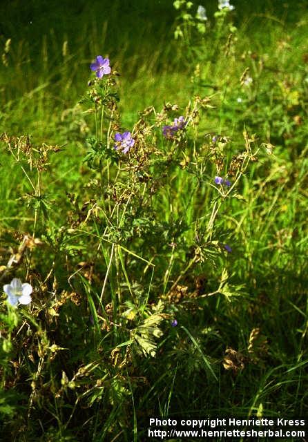 Photo: Geranium pratense 1.