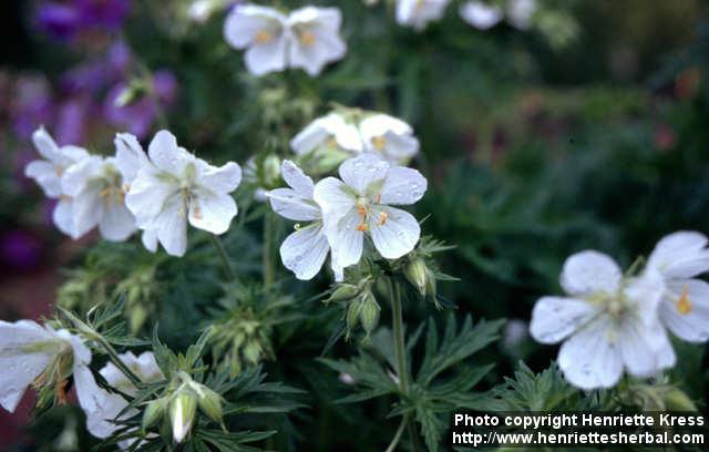 Photo: Geranium pratense 4.