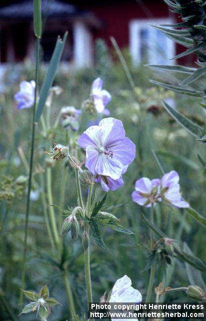 Photo: Geranium pratense 5.