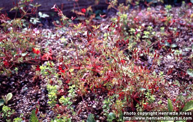 Photo: Geranium robertianum 3.