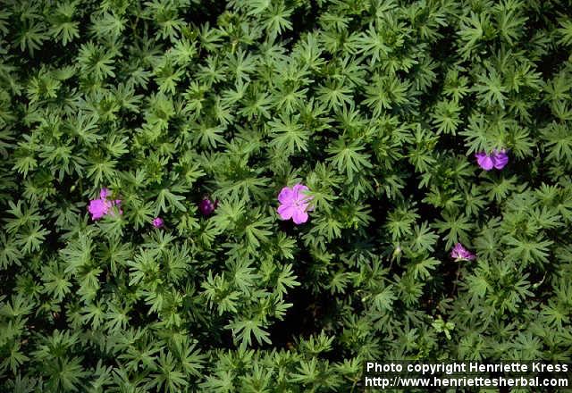 Photo: Geranium sanguineum.