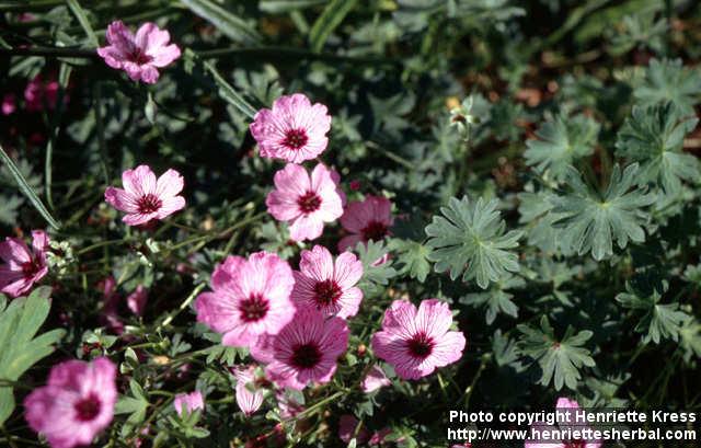 Photo: Geranium versicolor.