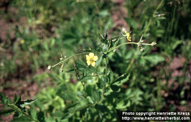 Photo: Geum urbanum 1.