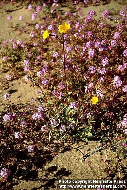 Photo: Geraea canescens.