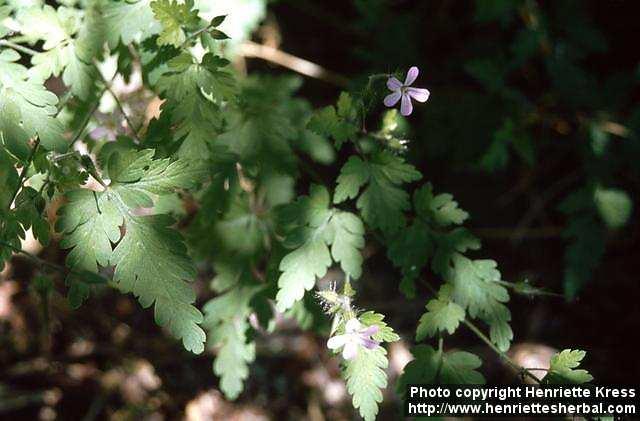 Photo: Geranium robertianum 1.