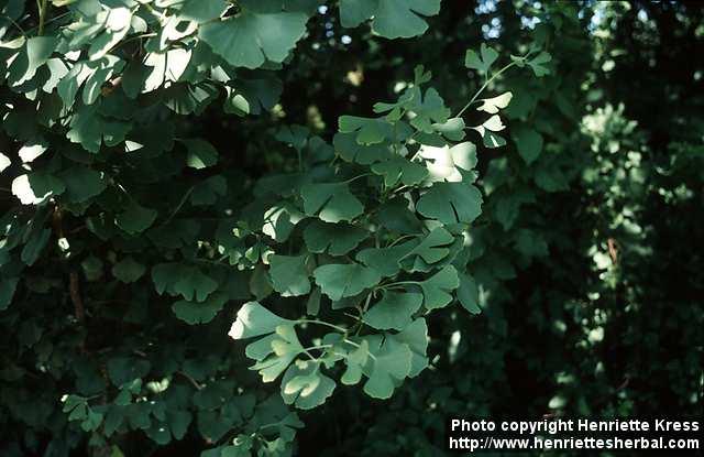 Photo: Ginkgo biloba.