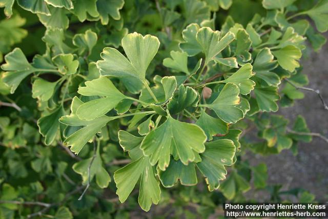 Photo: Ginkgo biloba 9.